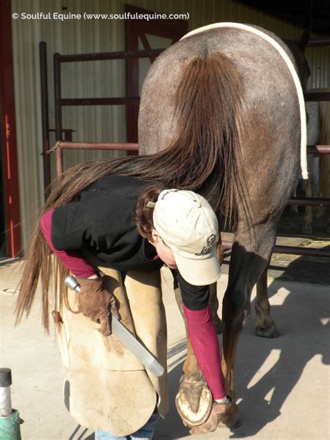 Mzgic Cision for Barefoot Horses: A Holistic Approach to Hoof Health